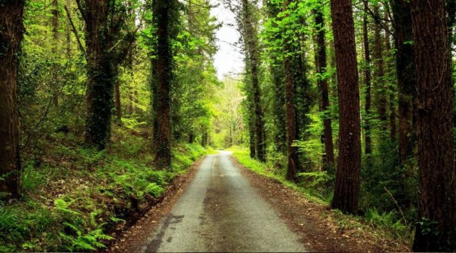 YENİ ORMAN YOLU YAPILACAKTIR